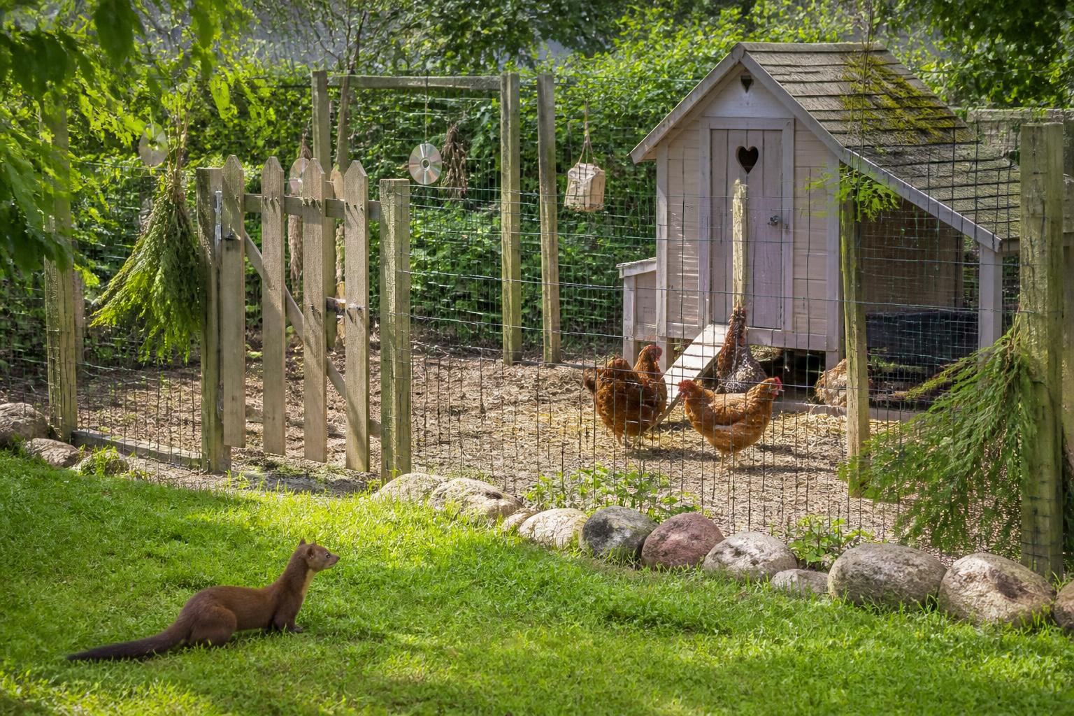 découvrez des méthodes efficaces et respectueuses pour éloigner les fouines de votre poulailler sans leur faire de mal, protégeant ainsi vos poules en toute harmonie.