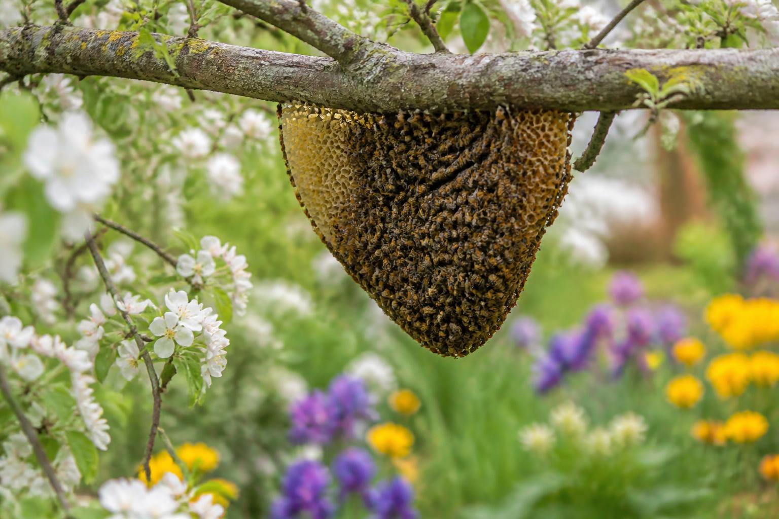 découvrez comment repérer un nid d’abeilles et le déplacer en douceur sans l’abîmer grâce à notre guide complet alliant sécurité et respect de ces précieux pollinisateurs.
