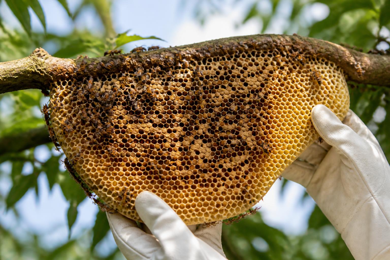 découvrez comment repérer un nid d'abeilles et le déplacer délicatement sans l'endommager grâce à notre guide complet et respectueux des abeilles.