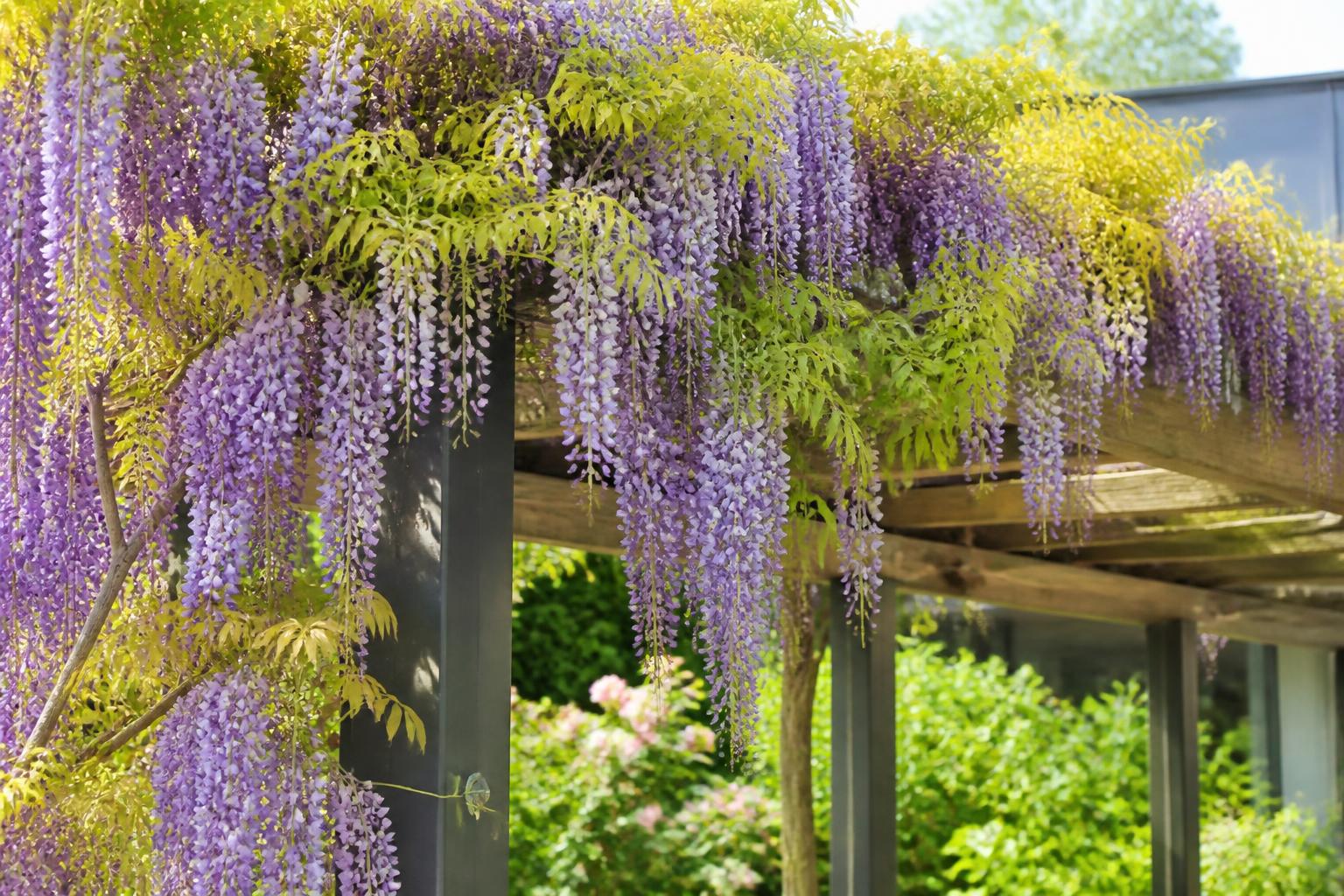 découvrez les plantes grimpantes parfaites pour habiller rapidement et élégamment votre pergola, alliant beauté et facilité d'entretien.