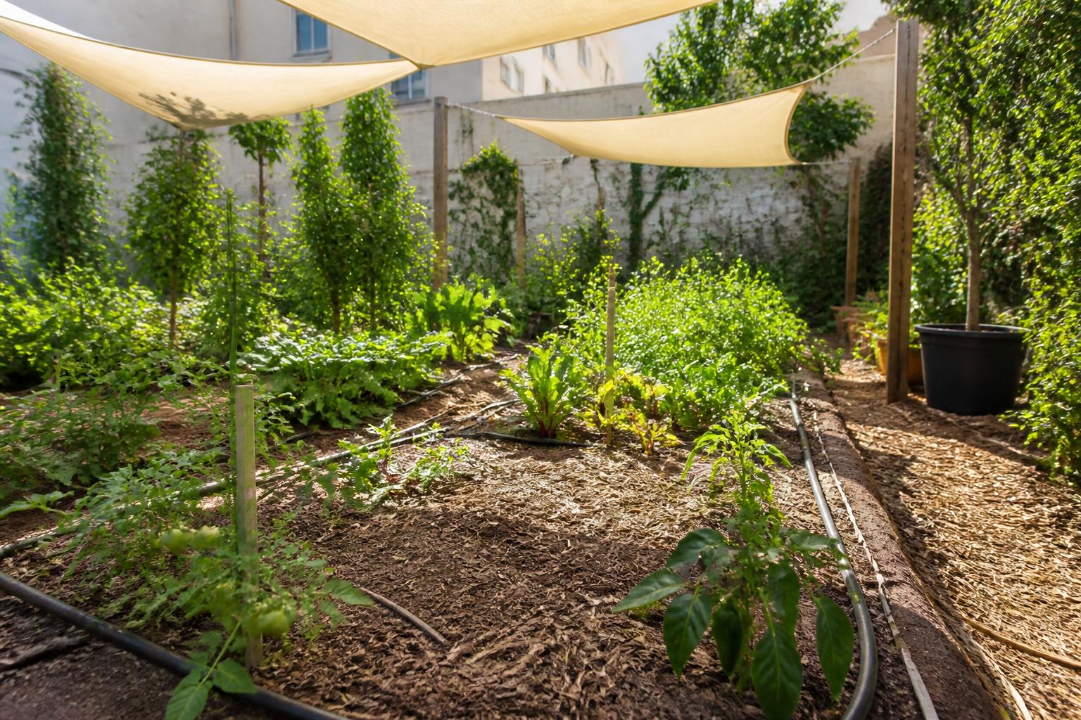 découvrez des astuces et méthodes efficaces pour protéger vos plantes de la chaleur et les aider à résister à la sécheresse estivale.