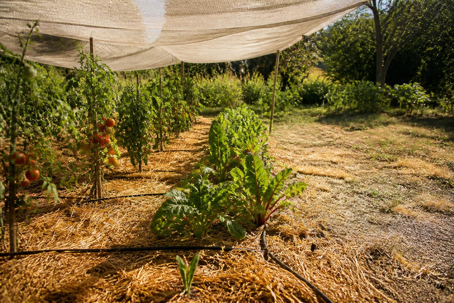 découvrez des astuces et méthodes efficaces pour protéger vos plantes de la chaleur et les aider à résister à la sécheresse pendant les périodes difficiles.