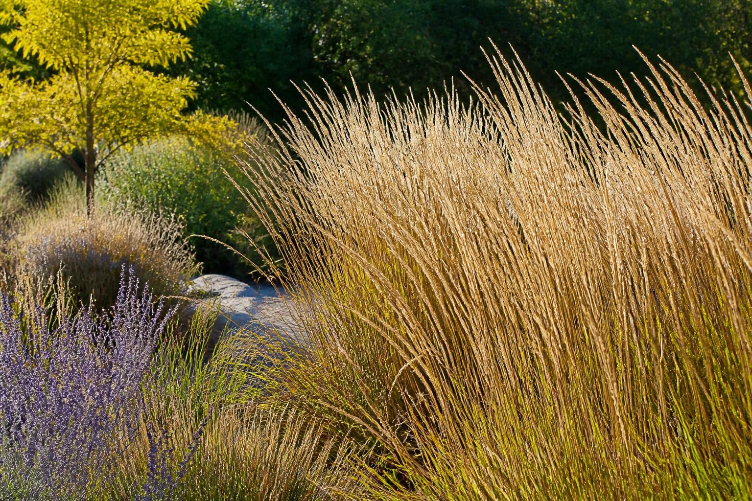 découvrez le top 5 des plantes résistantes à la chaleur, capables de supporter sécheresse et canicule tout en embellissant votre jardin.