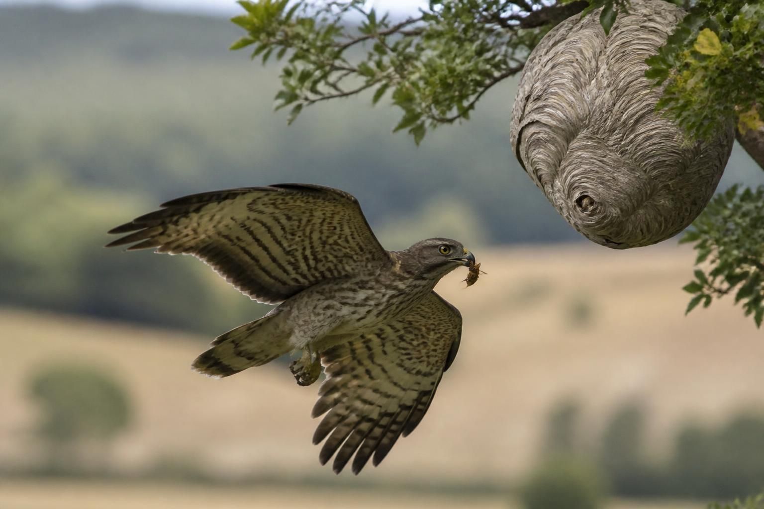 explorez les prédateurs naturels des frelons communs et asiatiques, découvrez qui les chasse et comment ces ennemis naturels contribuent à réguler leur population.
