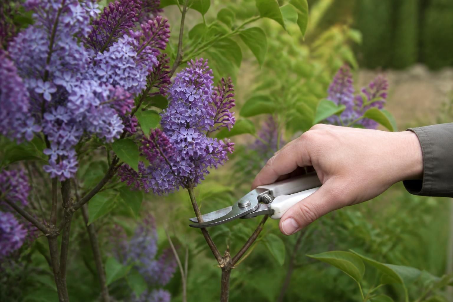 découvrez notre guide pratique pour bouturer un lilas avec succès. astuces et conseils pour réussir votre greffe et faire pousser de magnifiques lilas chez vous.