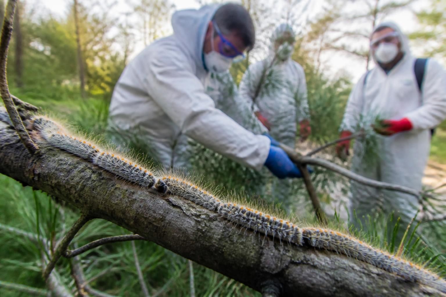 découvrez comment identifier les chenilles processionnaires et les risques liés à leurs poils urticants, ainsi que les gestes à adopter pour se protéger et réagir efficacement en cas d'exposition.
