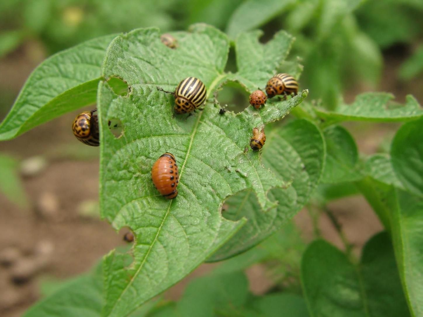 apprenez à éliminer les doryphores naturellement avec un remède 100% biologique efficace et respectueux de l'environnement. protégez vos cultures sans produits chimiques.