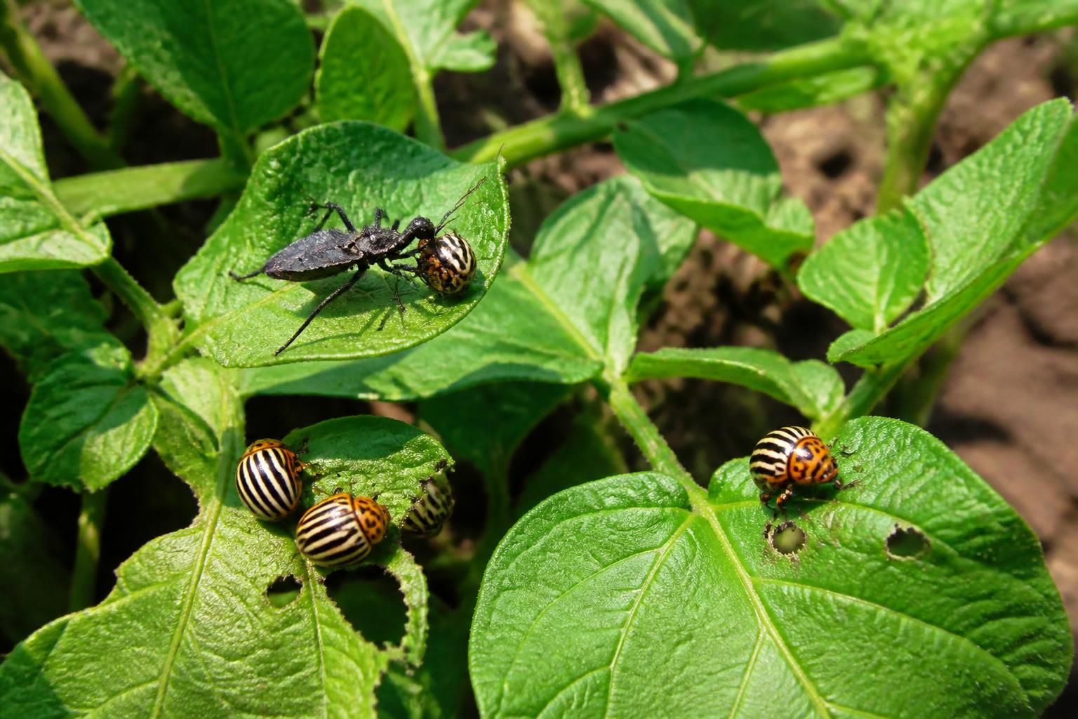 découvrez comment éliminer les doryphores naturellement grâce à un remède 100% biologique, efficace et respectueux de l'environnement pour protéger vos cultures.