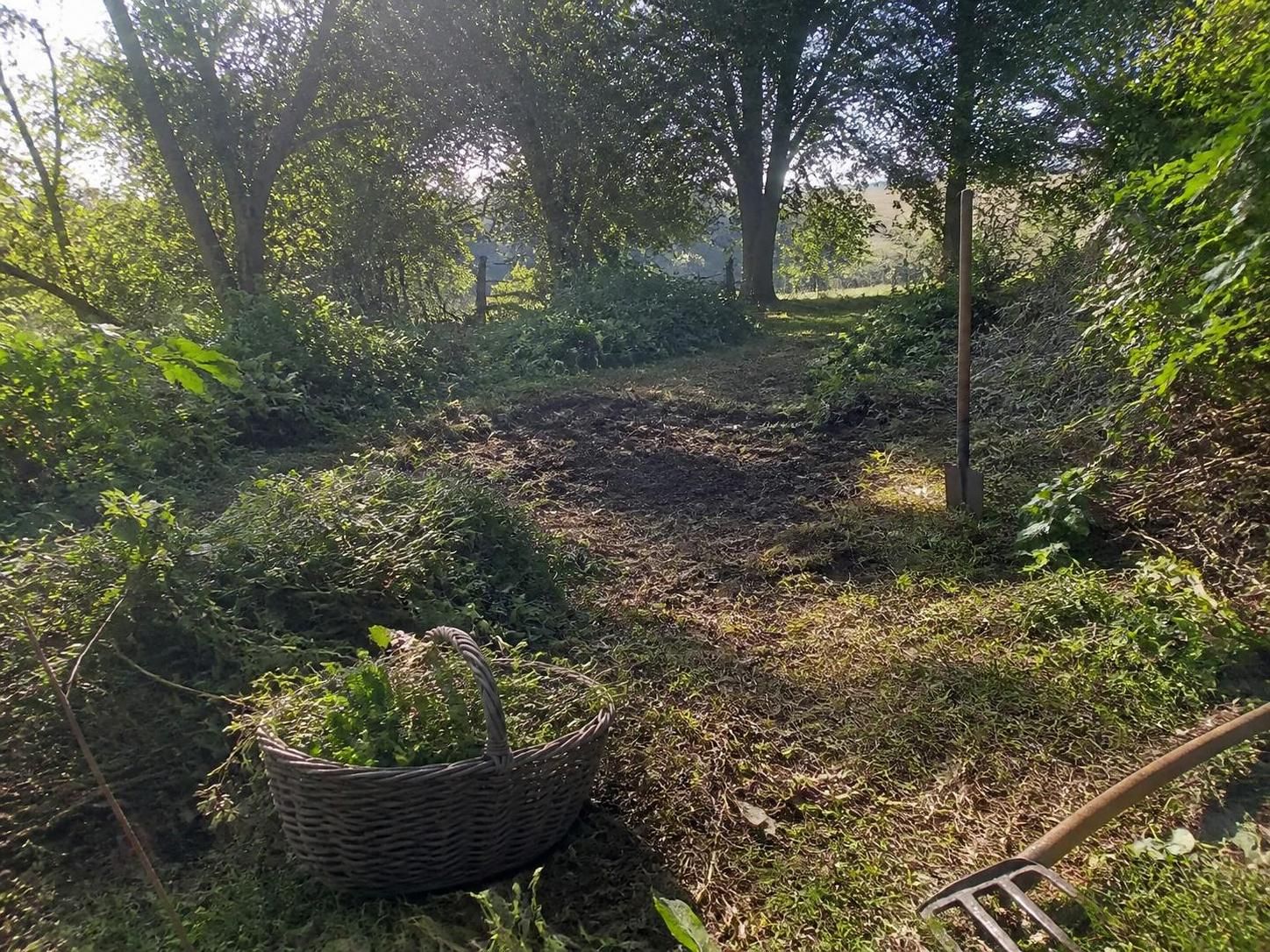 découvrez les méthodes naturelles et efficaces pour éliminer les ronces dans votre jardin grâce aux astuces éprouvées des jardiniers experts.