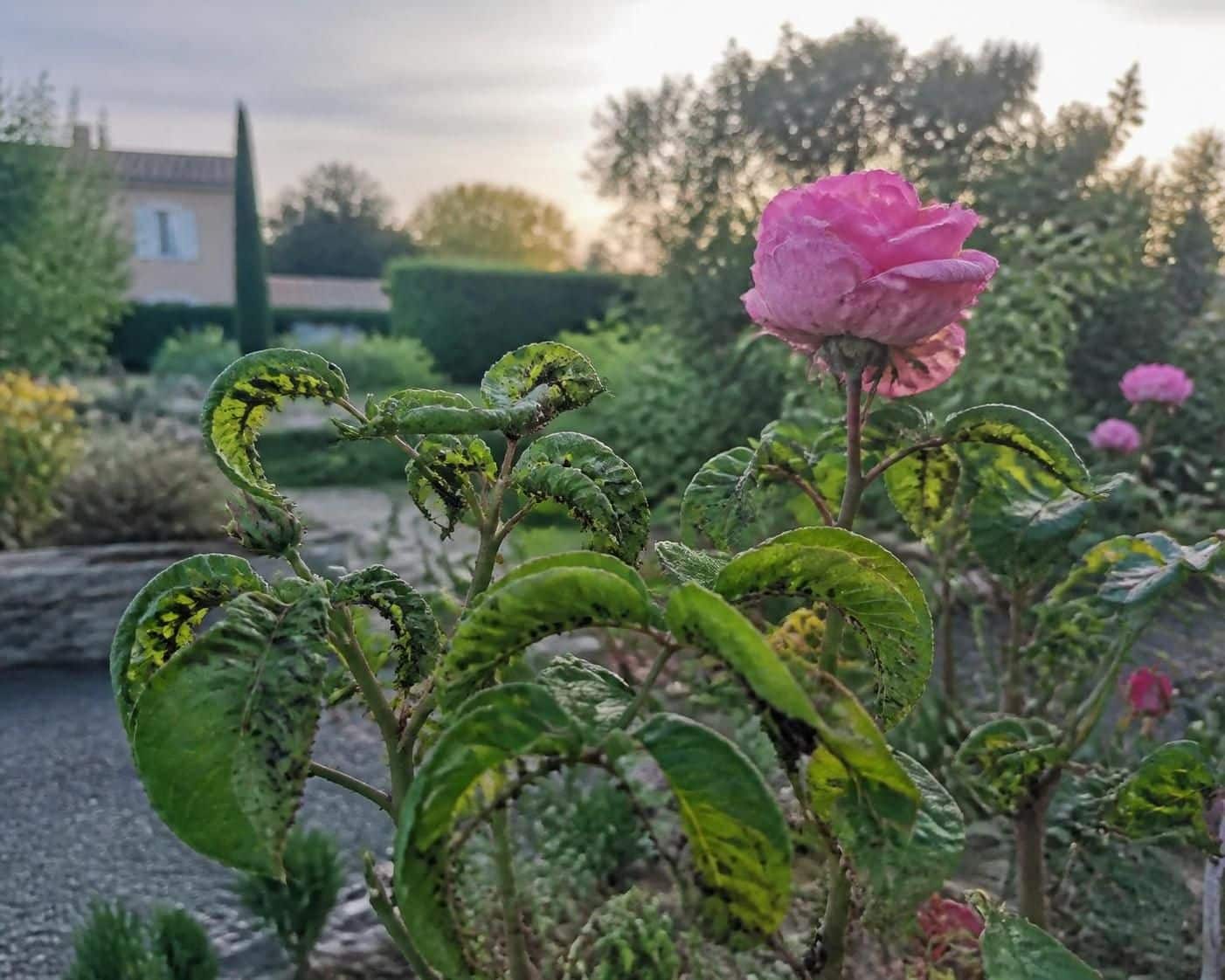découvrez des méthodes naturelles et écologiques pour éliminer efficacement les pucerons de vos rosiers, protégeant ainsi vos plantes sans utiliser de produits chimiques.