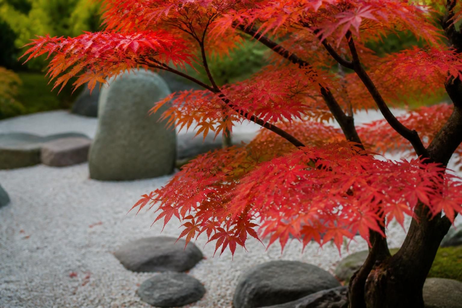 découvrez comment cultiver et entretenir l'érable du japon avec notre guide complet. conseils pratiques pour sublimer cet arbuste élégant et créer un jardin unique.