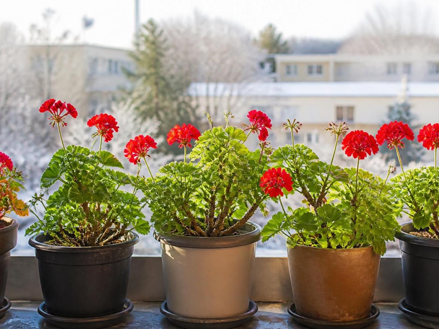 découvrez notre guide complet pour hiverner vos géraniums avec succès. apprenez les astuces essentielles pour une taille parfaite et protéger vos plantes tout l'hiver.