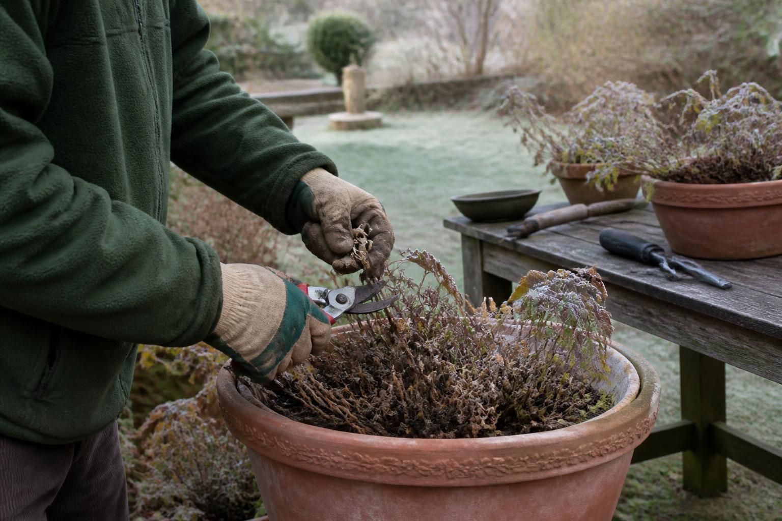 découvrez notre guide complet pour hiverner vos géraniums avec succès. apprenez les meilleures astuces pour une taille adaptée et protégez vos plantes durant l'hiver.