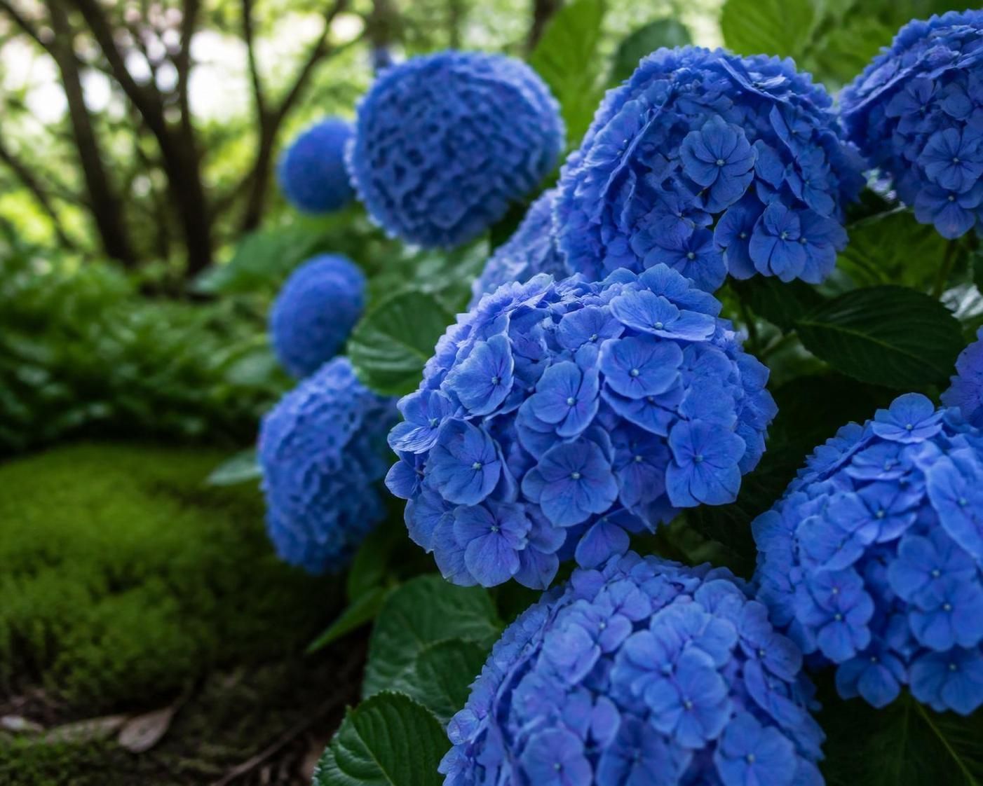 découvrez les astuces essentielles des jardiniers pour entretenir vos hortensias bleus et conserver leur couleur éclatante toute la saison.