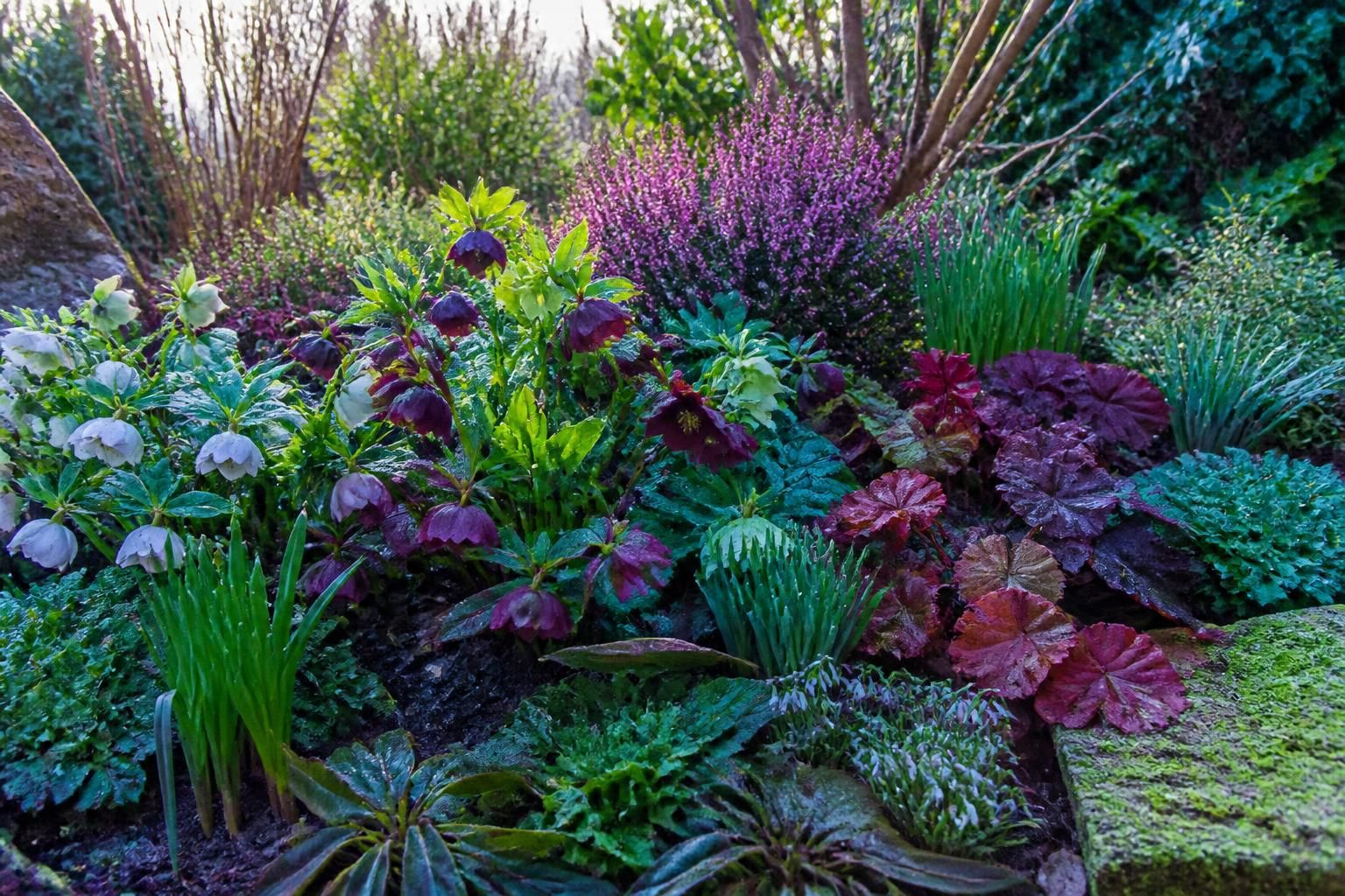 découvrez notre sélection de magnifiques plantes vivaces idéales pour illuminer votre jardin tout l'hiver avec couleurs et éclat durable.
