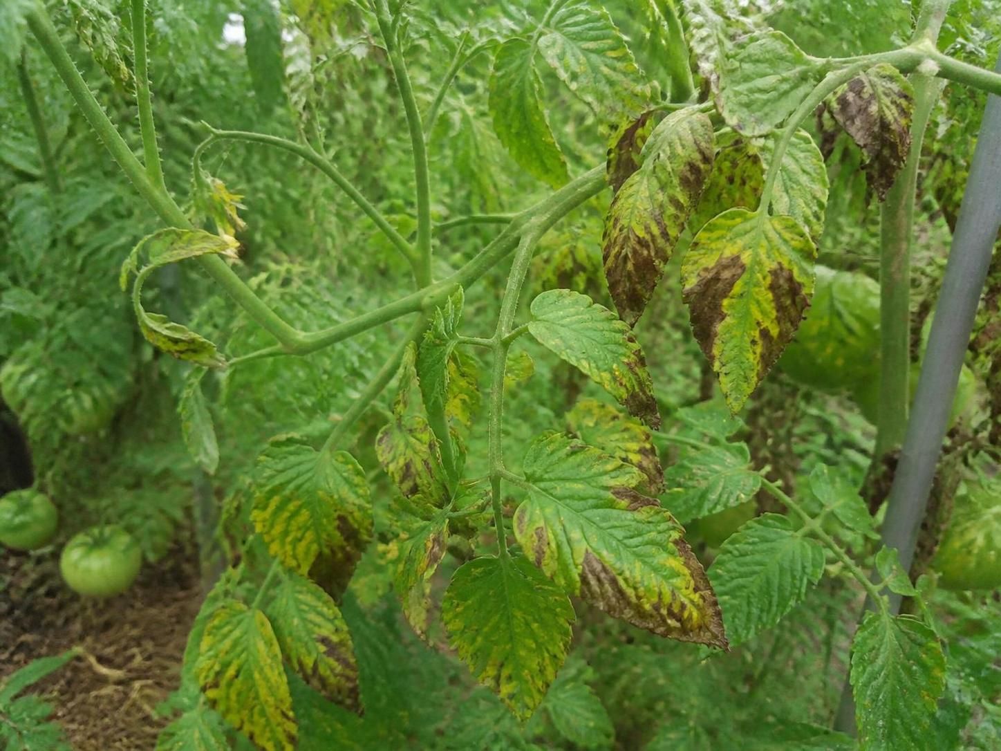 découvrez des astuces naturelles et efficaces pour lutter définitivement contre le mildiou sur les tomates et protéger votre plantation sans utiliser de produits chimiques.