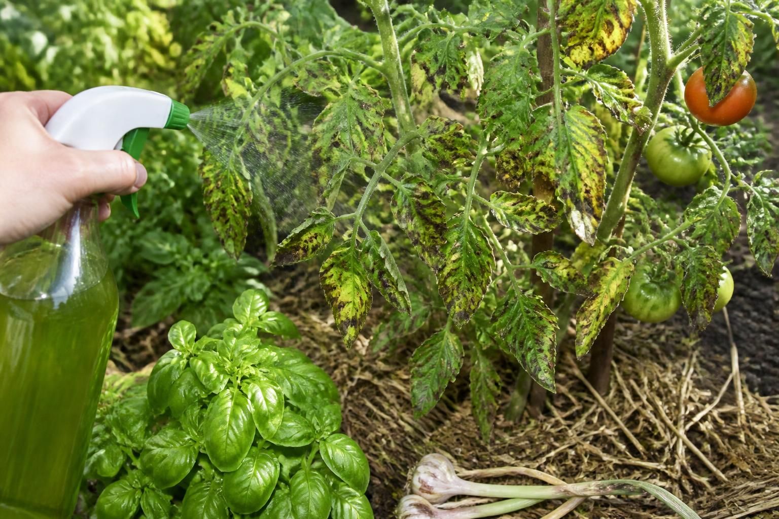 découvrez des astuces naturelles et efficaces pour éliminer définitivement le mildiou sur les tomates et protéger votre récolte de façon saine et durable.