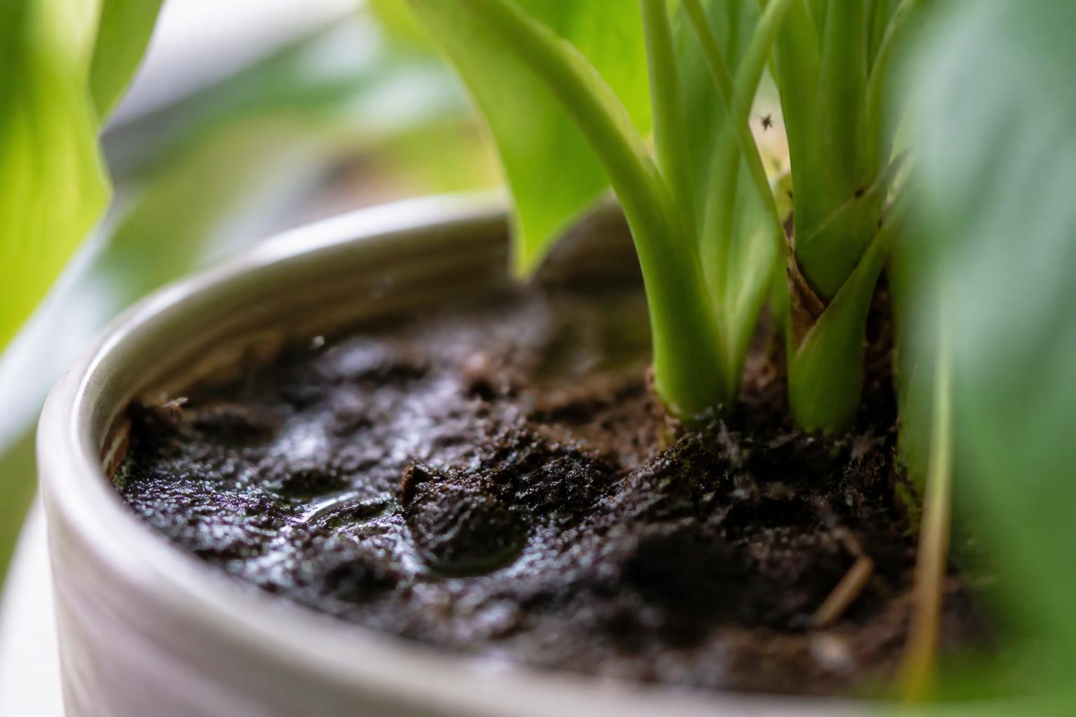 découvrez des astuces naturelles efficaces pour lutter contre les moucherons de terreau et protéger vos plantes sans utiliser de produits chimiques. gardez vos plantes en pleine santé grâce à nos conseils simples et écologiques.