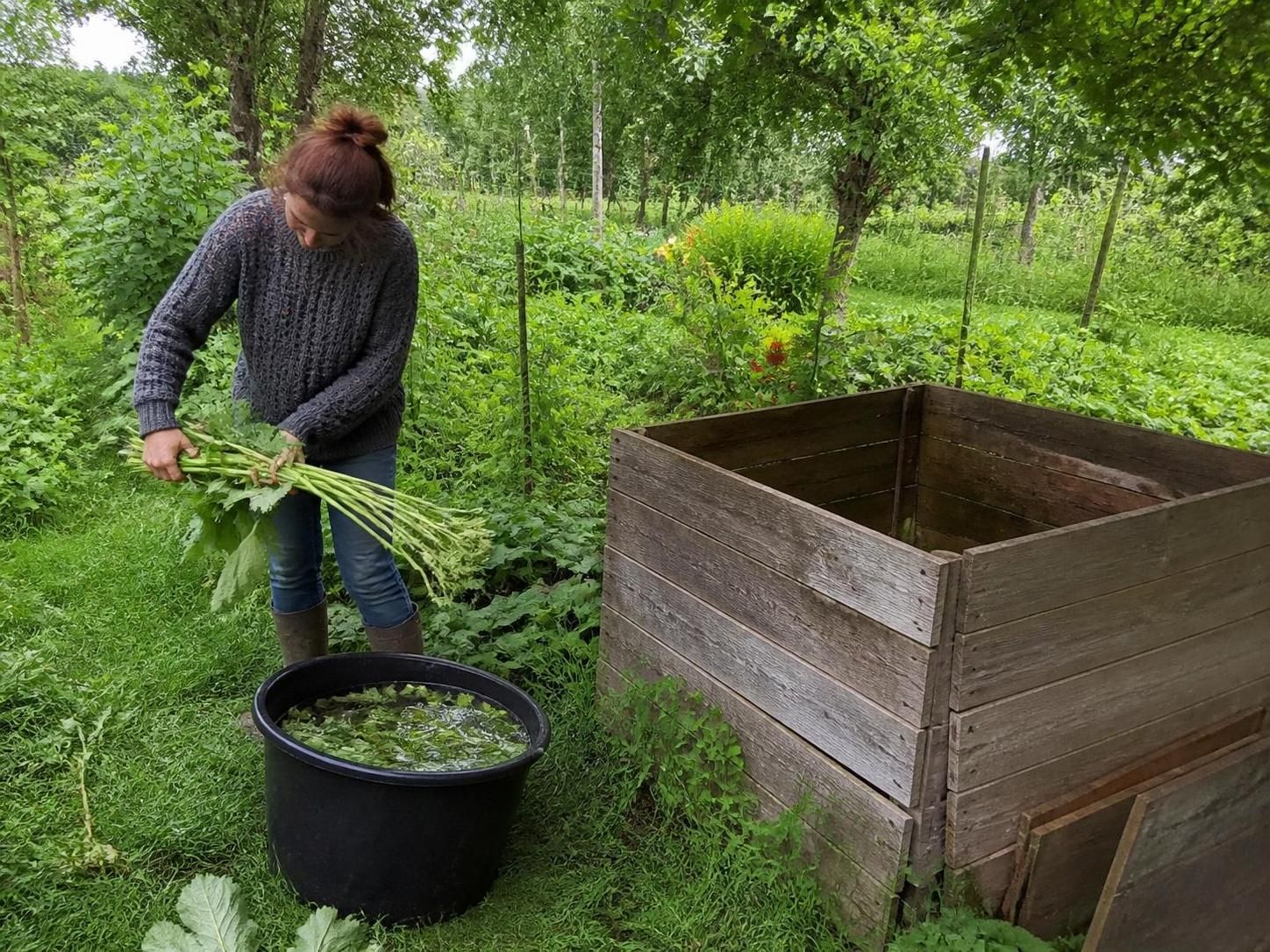 découvrez la recette naturelle du purin d’angélique, une solution efficace pour éliminer durablement les mauvaises herbes de votre jardin sans produits chimiques.