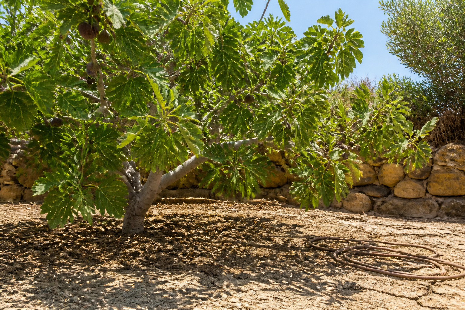 Figuier : l'arbre fruitier qui défie la canicule sans arrosage