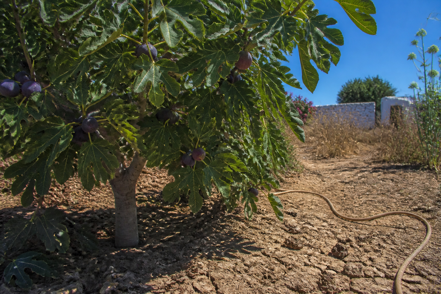 Figuier : l'arbre fruitier qui défie la canicule sans arrosage