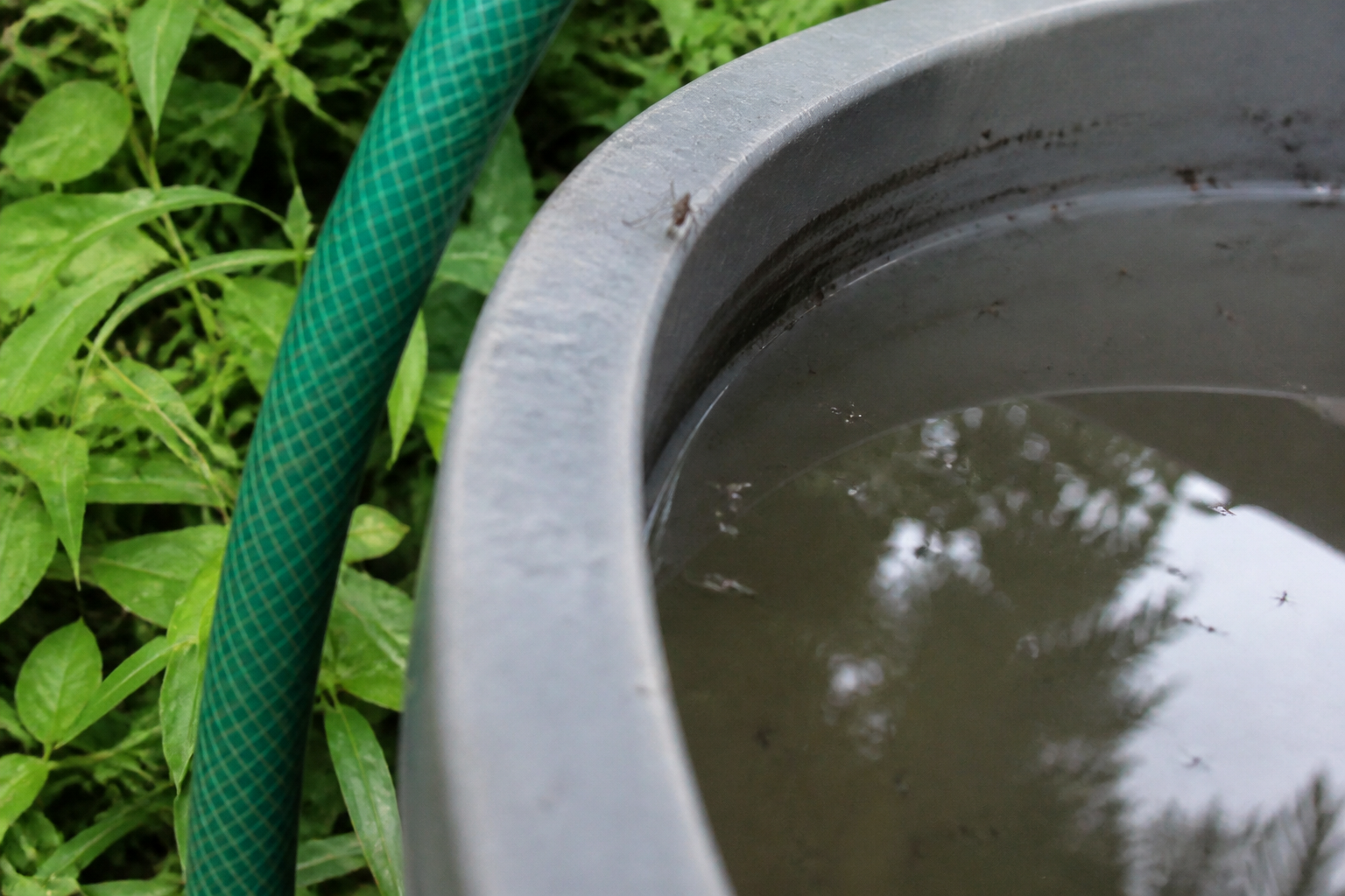 Larves de moustiques dans le récupérateur d'eau : que faire ?
