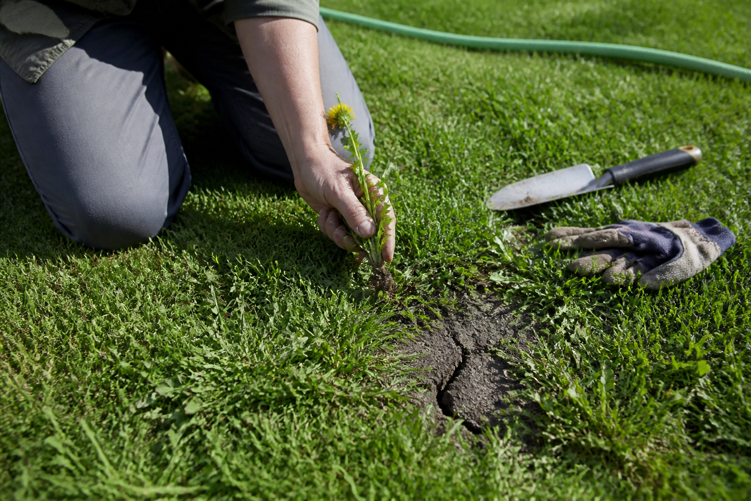 Mauvaises herbes dans le gazon : les solutions qui marchent