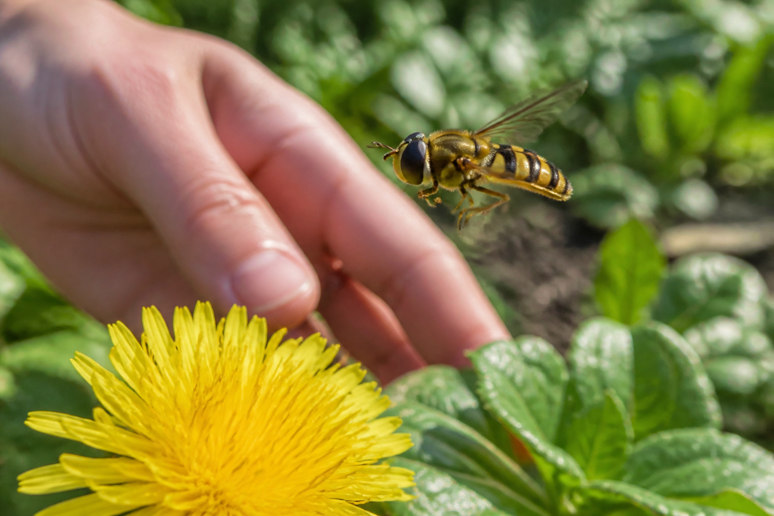 Syrphe ou guêpe : comment reconnaître cet allié du jardin