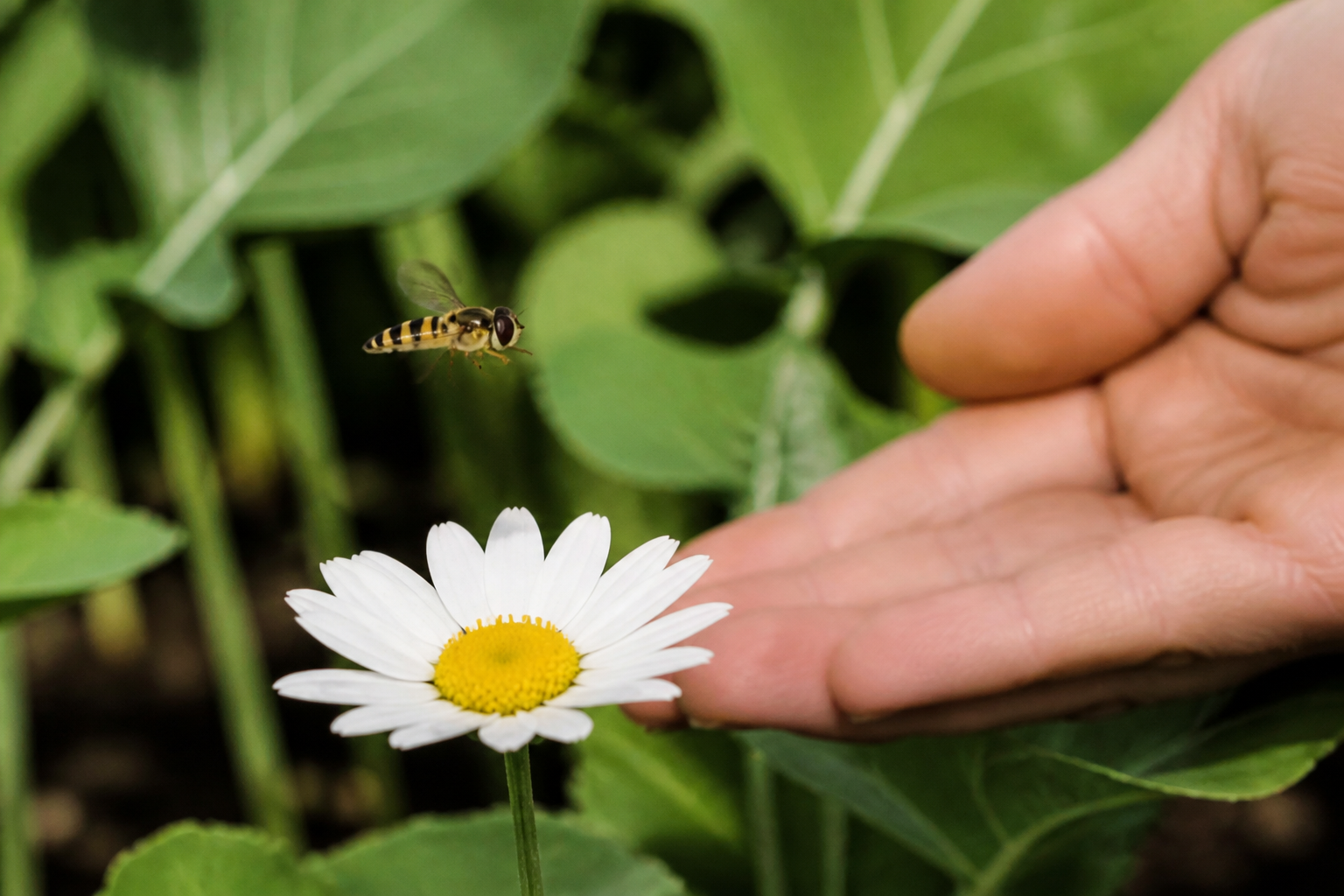 Syrphe ou guêpe : comment reconnaître cet allié du jardin