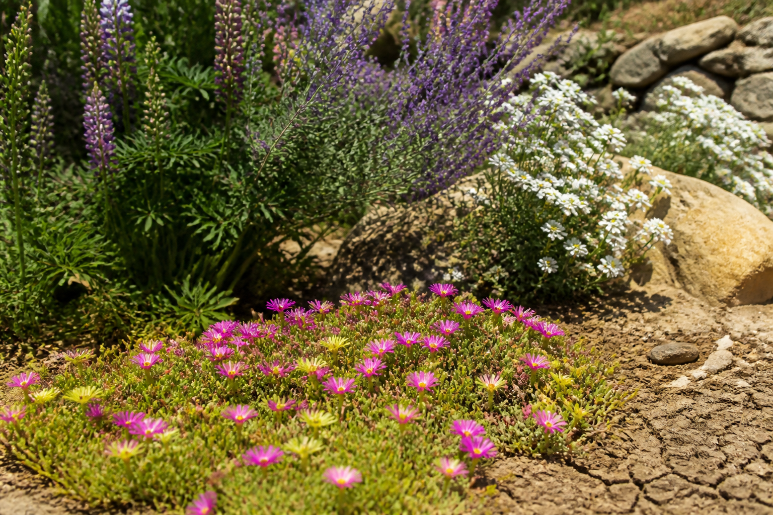 Plantes vivaces plein soleil : variétés faciles et conseils d’entretien